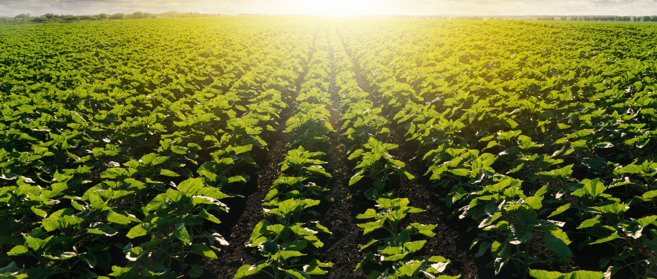 Agricultural Exports from India